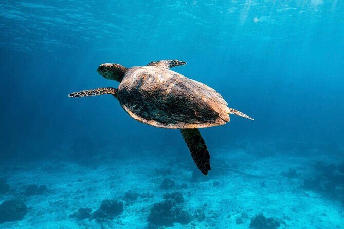2x Snorkelling Phi Phi, Maiton, Maya Bay, khai islands tour - Key things to know before you go