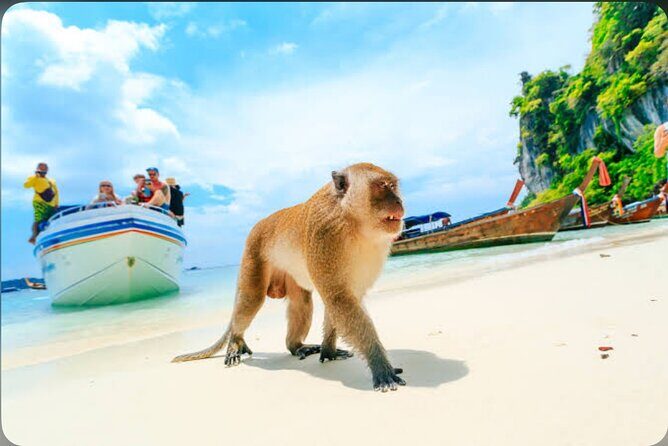 2x Snorkelling Phi Phi, Maiton, Maya Bay, khai islands tour - Monkey Beach: impressive wildlife, but act like it’s their space