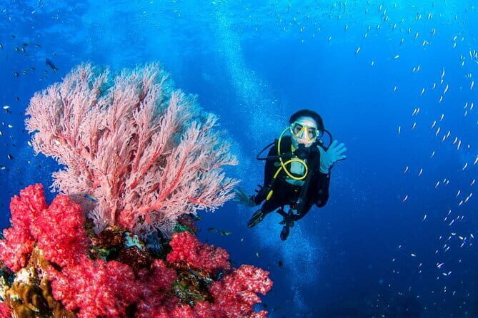 3 Fun dives in Phi Phi islands for Certified Divers - Gear, Insurance, and Instructor Help That Keeps Things Smooth