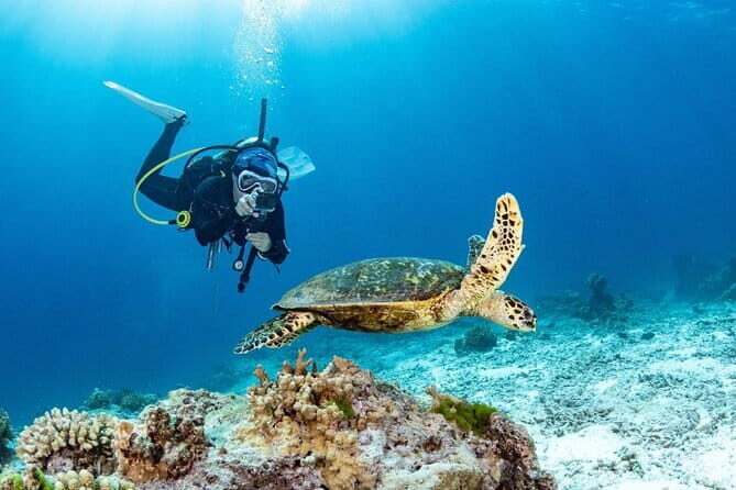3 Fun dives in Phi Phi islands for Certified Divers - The 7:00 am Start and the Chalong Pier Meeting Point