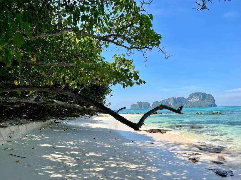 From Phi Phi: Full Day by Longtail Boat with Sunset - Shark Point Snorkeling: Blacktip Reef Sharks in the Wild