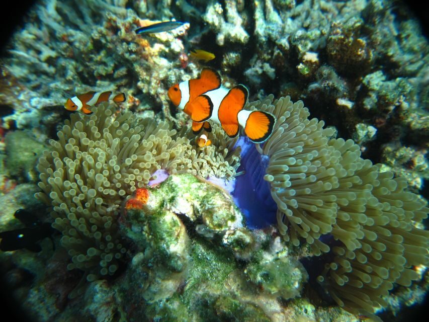 From Phi Phi: Full Day Snorkeling Trip by Longtail Boat - Pi Leh Lagoon snorkeling: where the water quality does the talking