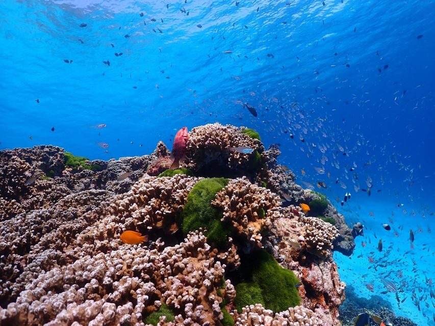 From Phi Phi: Full Day Snorkeling Trip by Longtail Boat - Lunch box pacing: how to handle a basic meal on a long day
