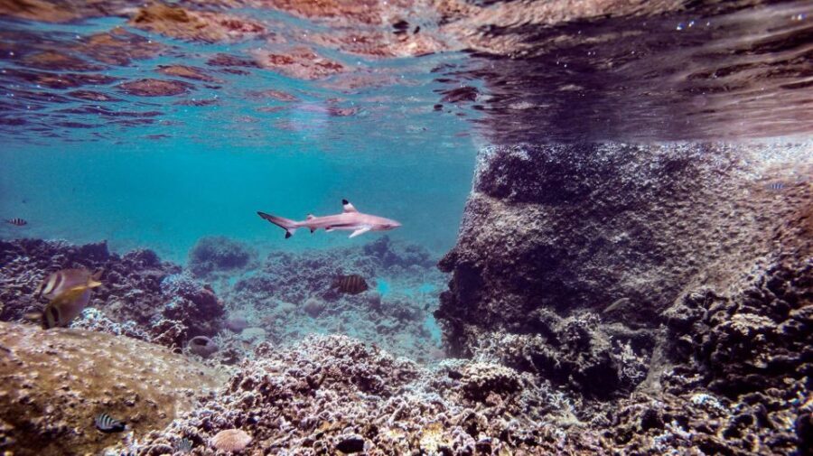 From Phi Phi: Sunrise Maya Bay, Pileh Lagoon Speedboat Tour - Shark Point snorkeling: famous waters and a boat ride payoff