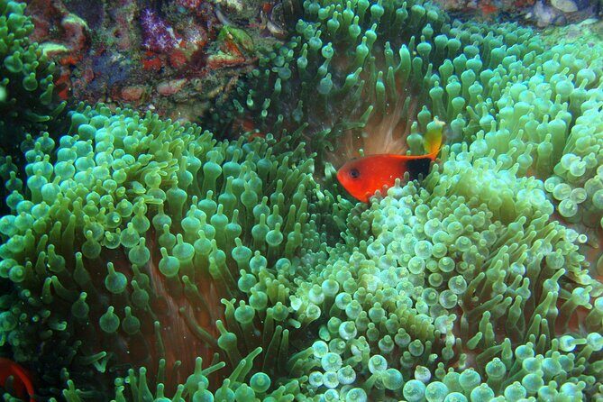 Full-Day Koh Phi Phi Scuba Diving Course from Phuket - Why Koh Phi Phi from Phuket feels like the smarter Phi Phi plan
