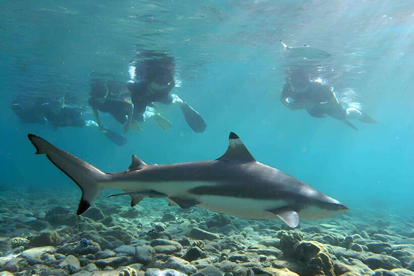 Ko Phi Phi Don: Speedboat Day Trip with Shark Snorkeling - Monkey Beach: Photos, Wind, and a Safety-First Briefing