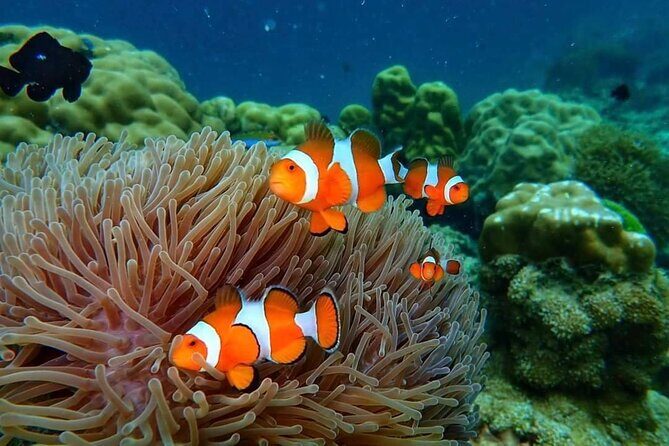 Phi Phi & Bamboo Islands Snorkeling Tour w/ Fins by Speedboat - Stop-by-stop: what to expect and how to make it count