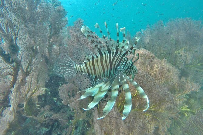 Phi Phi Early Bird & 4 Islands - Day Tour by Speedboat From Krabi - Bamboo Island and the Beach-Lunch Reset