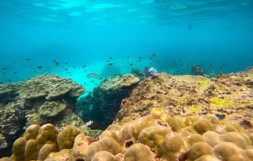Phi Phi: Half-Day Tour with Maya Bay, Pileh Lagoon & Snorkel - Snorkeling Here: What You’re Likely to See (and What You Should Plan For)