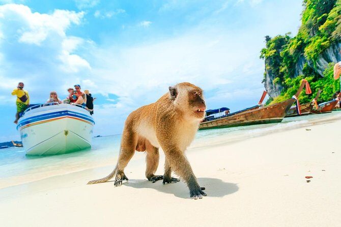 Phi Phi , Khai & Maya : Unforgettable Island Hopping by Speedboat - Maya Bay, 2025 Update: Beach Time vs Boat Sightseeing