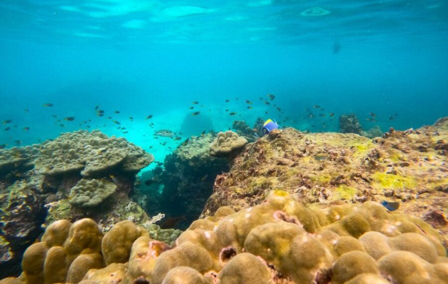 Phi Phi: Morning Speedboat Tour to Maya Bay with Snorkel - Pileh Lagoon swim stop: the cool-down you’ll remember