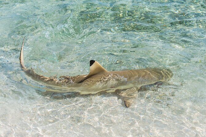 Phuket: Wow Andaman Snorkeling Trip to Phi Phi & Bamboo Islands - Price and value check for $116.63 per person