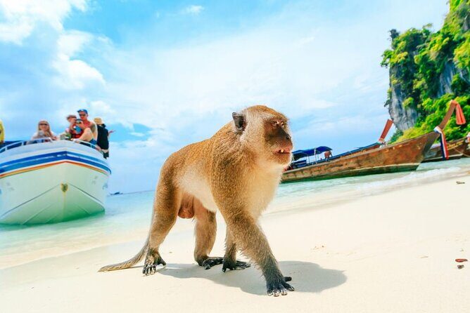 VIP Private Boat to Phi Phi Island: Snorkeling + Land Tour - Snorkeling with turtles: how to get the most from it